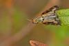 Dorycera grandis